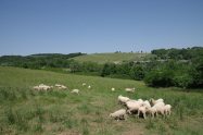 Agro Merník - ekologická farma