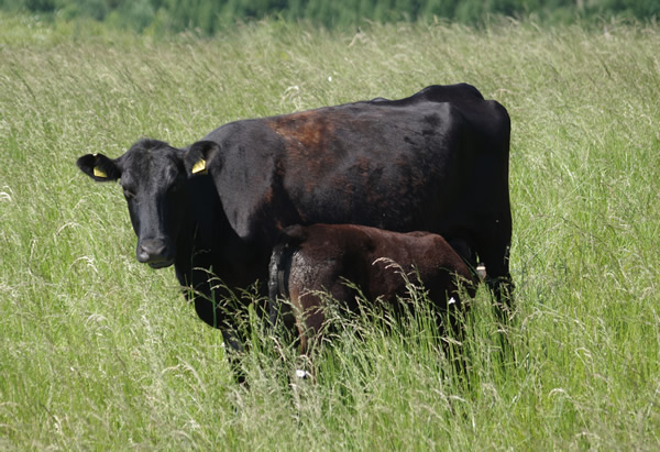 Aberdeen Angus