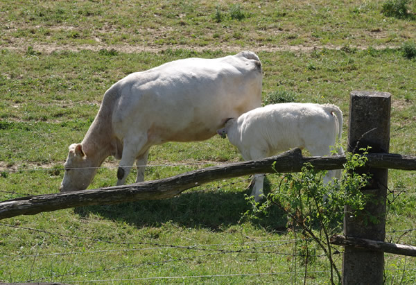 Charolais